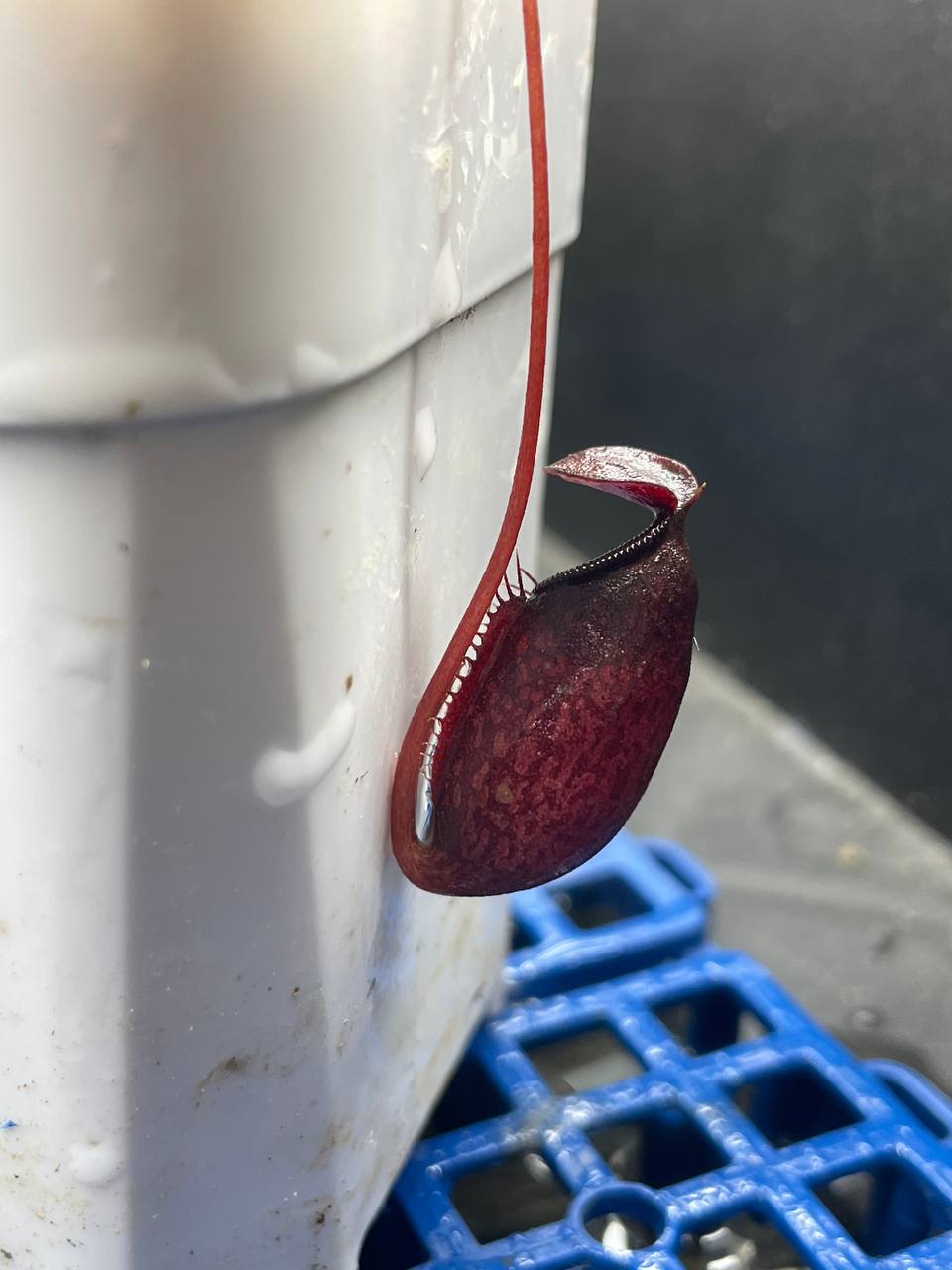 Nepenthes bellii x aristolochioides 貝里交馬兜鈴豬籠草 · Torai's Garden