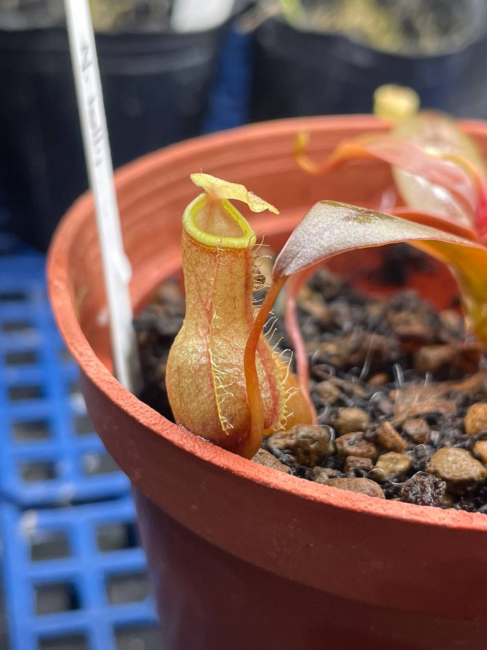 Nepenthes bellii 貝里豬籠草 · Torai's Garden