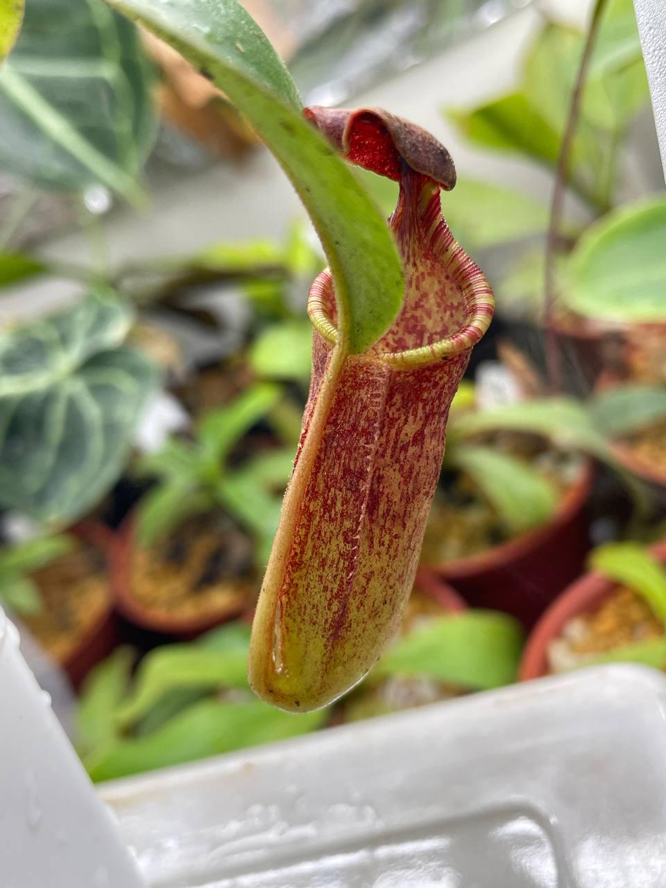 Nepenthes Thorelii X Campanulata X Allardii 高棉風鈴 X 阿拉蒂豬籠草 · Torai